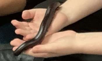 51